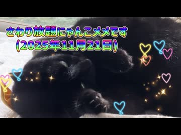 さわり放題にゃんこメメです(2025年11月21日)