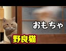 おもちゃで遊んでみた【野良猫】