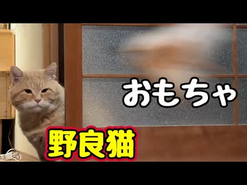 おもちゃで遊んでみた【野良猫】