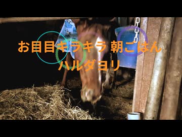 お目目キラキラ　朝ごはん　ハルダヨリ