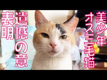 わがままオス三毛猫、相棒のケガに遺憾の意を表明する