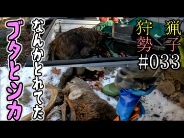 狩猟勢子動画＃033　なんかとれてたブタとシカ