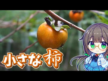 野生の柿を採って食べる！