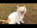 【公園の芝生】寝てた野良猫をナデナデしたら…ゴロゴロ言いながら起きて撫でられに来た件ｗ