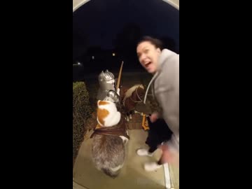 ホモと見る夜中に騎士と決闘して怒られるネコ