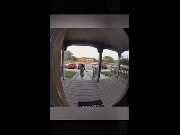 ホモと見る放し飼いの犬たち