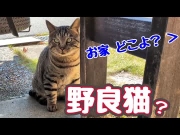 飼い主さん いそうなんですが…【野良猫】