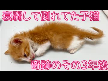 命を落としかけた子猫、そのしあわせ3年後