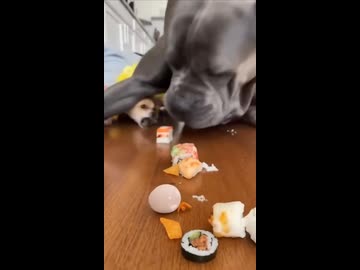ホモと見る寿司を食い散らかす犬