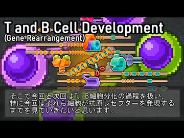 【ゆっくり解説】T,B細胞の分化と遺伝子再編成