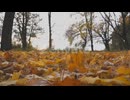 Close Up View of Empty Autumn Forest at Sunset Yellow Maple Leaves Lie on Lawn at Woodland Gently