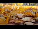 Close Up View of Empty Autumn Forest at Sunny Day Yellow Maple Leaves Lying on Lawn at Woodland