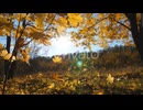 Golden Maple Leaves Falls on Ground in Empty Forest. Yellow Autumn Foliage Covered Lawn in Park at