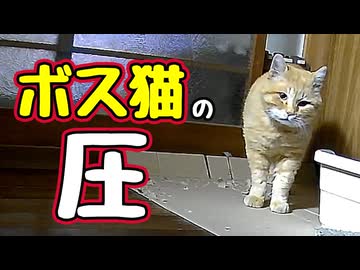 さすがの迫力…【野良猫】