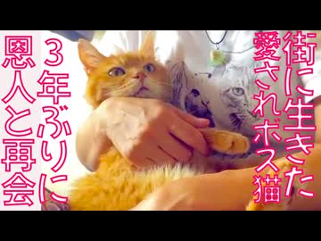 引退ボス猫、3年ぶりに恩人と再会した結果…