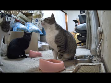 本日の猫枠 2025-11-23  （にゃんにゃん音頭）