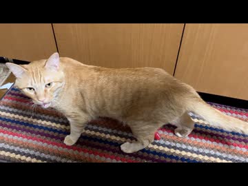 甘えんぼ待ち