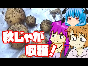 【秋植えジャガイモ③】ぼくも料理動画が作りたかった 収穫編