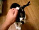 お手をする猫ナツ part2