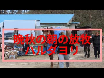 晩秋の朝の放牧　ハルダヨリ