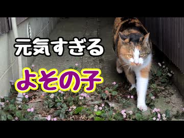 まぁ予感はしてましたが…【野良猫】【よその子】