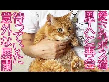 オス三毛猫、お客様に初めて心を開いて甘える