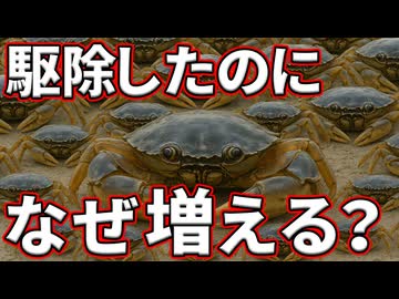 外来種を駆除したはずが逆に30倍に激増した理由【ヨーロッパミドリガニ】