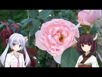 【COEIROINK】ばら苑にお出かけしてきました【VOICEVOX】