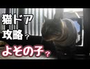 猫ドア使えないハズなのに…【野良猫】【よその子？】