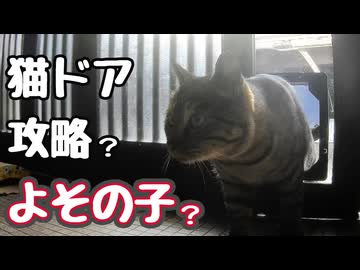 猫ドア使えないハズなのに…【野良猫】【よその子？】