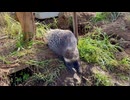 【日立市かみね動物園】イヨちゃんの日向ぼっこ【アフリカタテガミヤマアラシ】