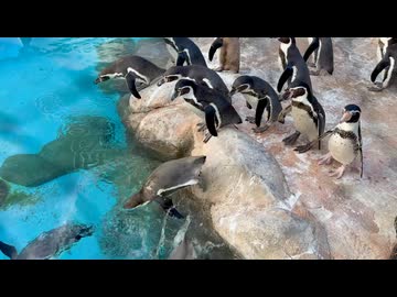 【東武動物公園】勇敢なファーストペンギン【スローモーション】