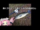 クロナーク君(海外版シマノメタニウム）朝早く起こされて労働という至高の喜びを与えてくれる四国めたん【VOICEROIDフィッシング】四国めたん