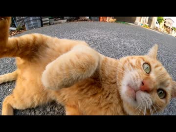 【癒し注意】漁港で出会った茶トラ猫、撫でたらゴロンゴロン転がって甘え倒してきたｗｗ