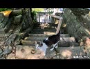 島の小高い場所にある神社で猫と遭遇！