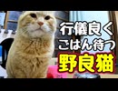 ※ただし人が見てる時に限る【野良猫】