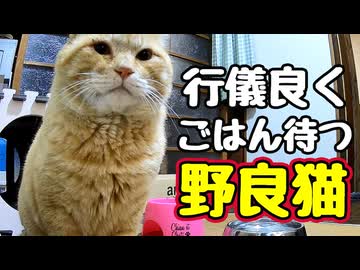 ※ただし人が見てる時に限る【野良猫】