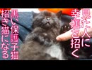 黒い保護子猫、しあわせ招き猫になる