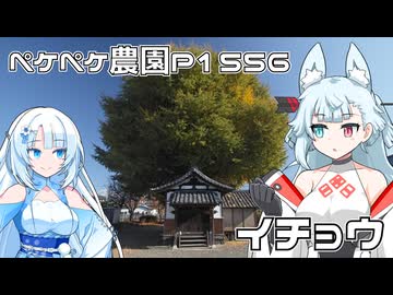2025年11月26日　農作業日誌P1556　イチョウの紅葉を求めて旅するはずは無かった・・・