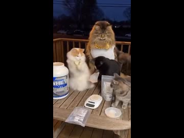 ホモと見る家の前でヤクを売る猫