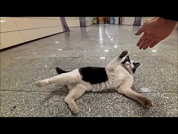 地下鉄駅で出会った人懐っこい猫が可愛すぎて帰れない件