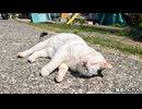 浜辺の猫たち