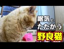 さて たたかいの 行方は…？【野良猫】