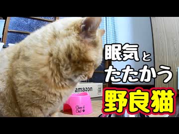 さて たたかいの 行方は…？【野良猫】
