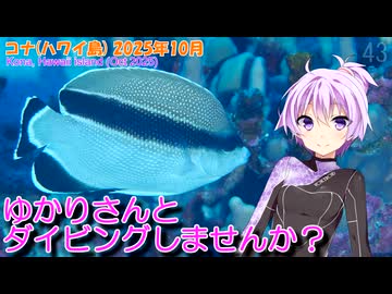 【コナ/ハワイ島(アメリカ合衆国)】ゆかりさんとダイビングしませんか？