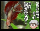 【シグ子劇場#４】　博士(うｐ主)　熱帯魚(ベタ&コリドラス)を飼う