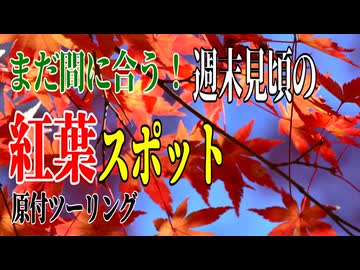 【ななまる日記】まだ間に合う！2025年紅葉スポット！