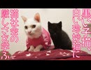 黒い保護子猫、しあわせ招き猫になる