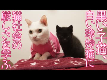 黒い保護子猫、白い珍妙猫に弟子入りする