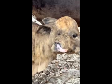 ホモと見る舌が２つある牛